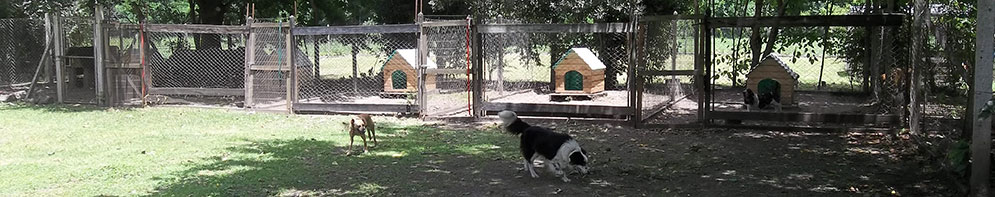 pension canina en buenos aires