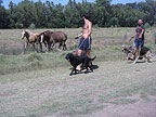 Pensión para perros - Zama